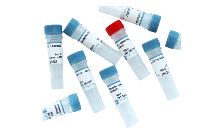 Antibodies